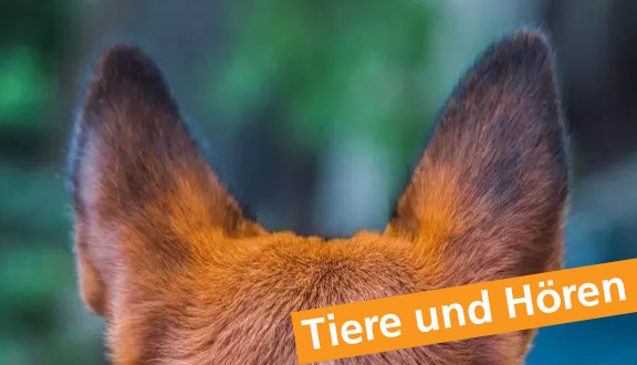 Wie Tiere hören